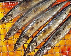 秋の味覚として、生サンマをオススメします